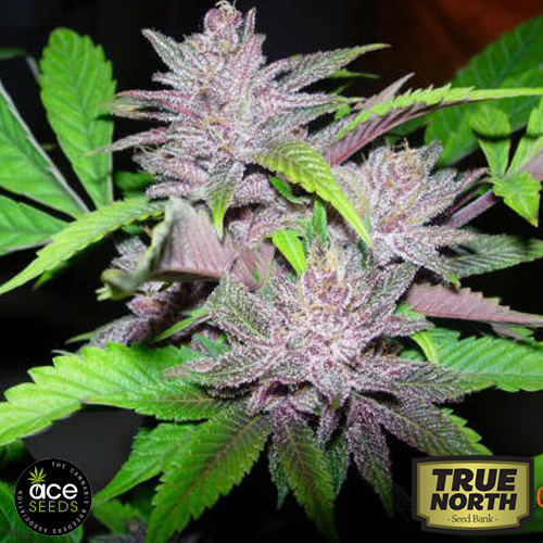 www.truenorthseedbank.com