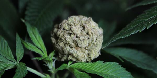 bud of White Rhino marijuana strain
