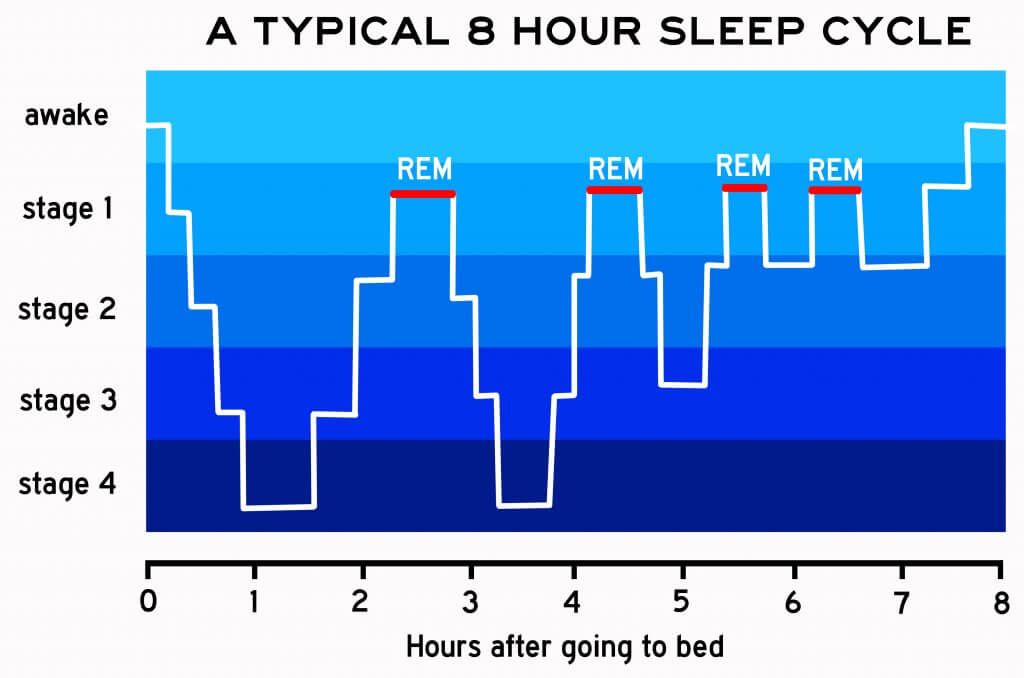 A chart of a typical eight hour sleep cycle