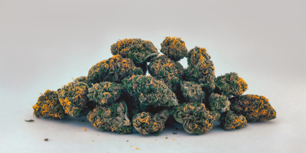 A pile of Cheese OG marijuana buds with bright orange hairs