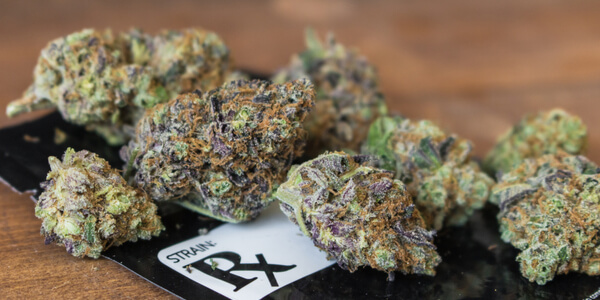 Grape Ape marijuana buds on a black prescription bag
