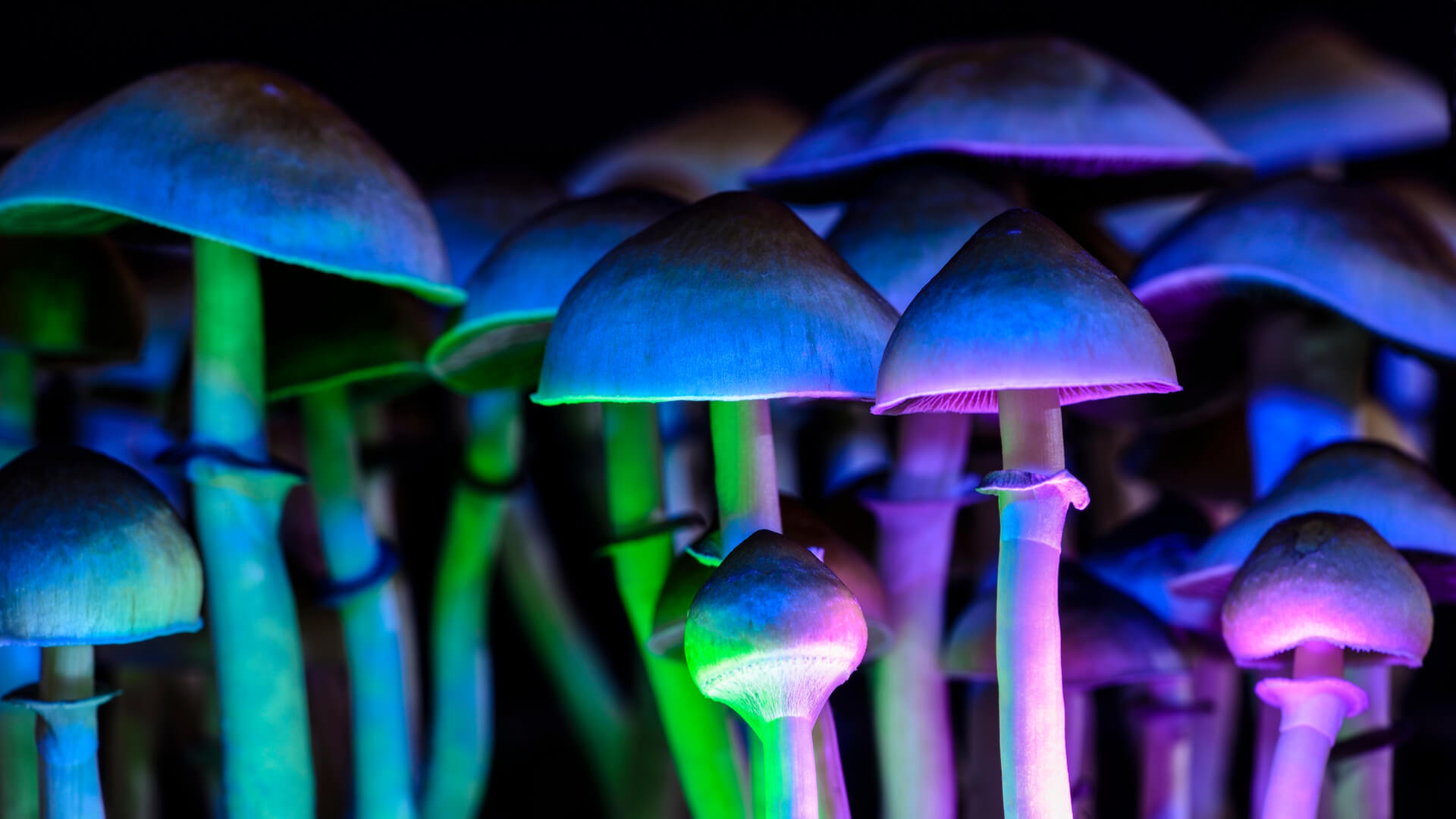 Magic mushrooms in a fluorescent light