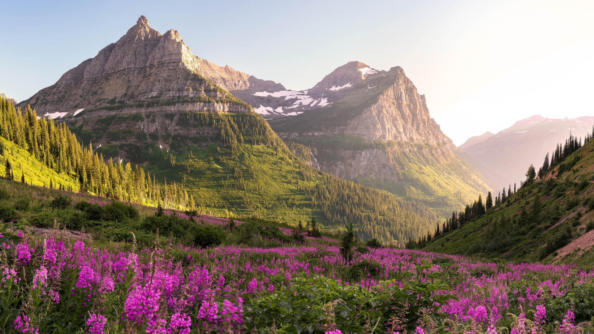 mountain ranges and pink flowers in Glacier National Park