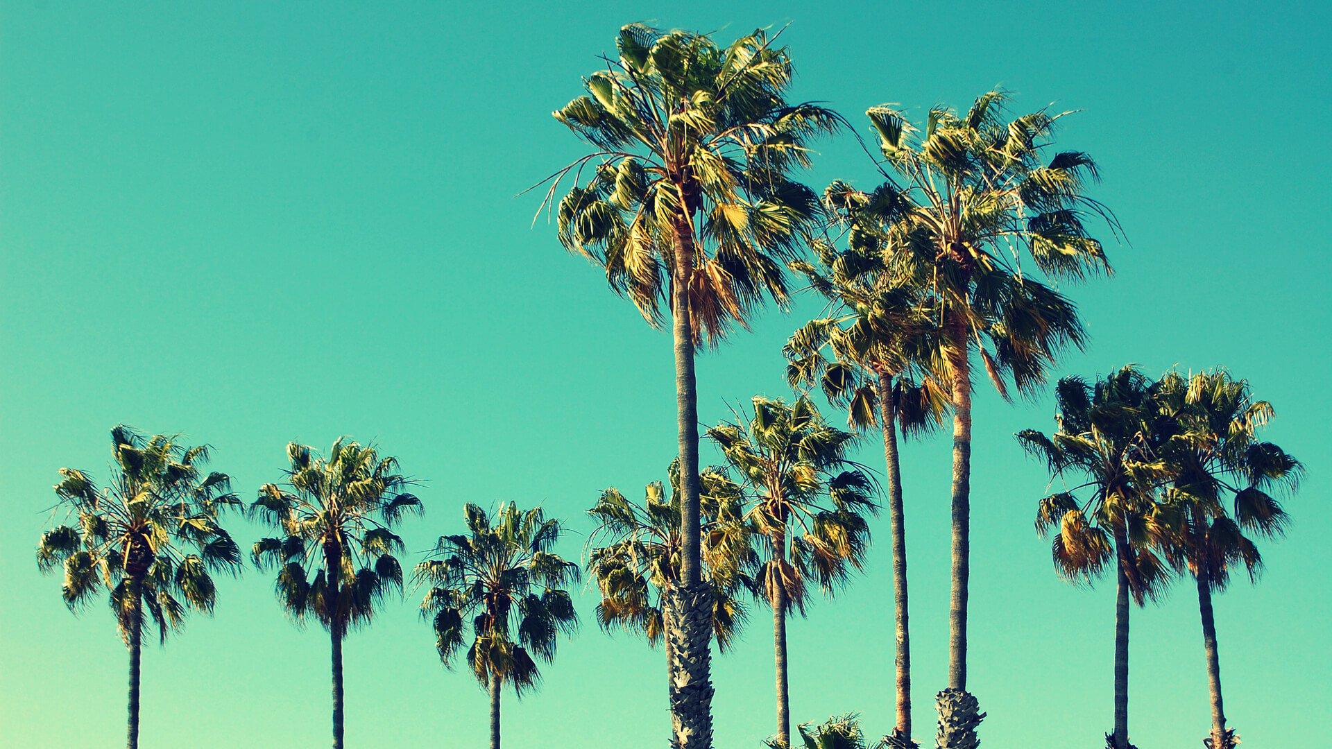 Palm Trees at Santa Monica beach on a teal background