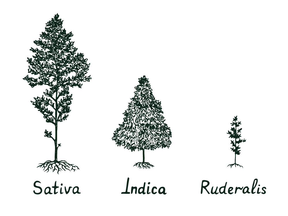 difference between sativa, indica, and ruderalis plants
