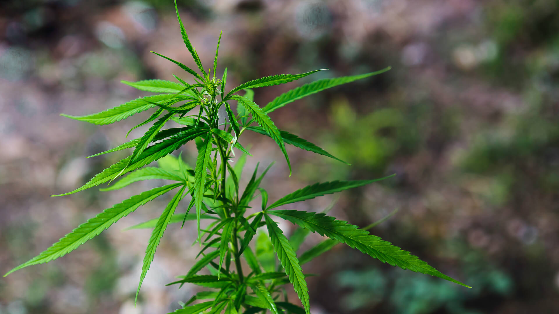 A closeup of a Cannabis ruderalis plant