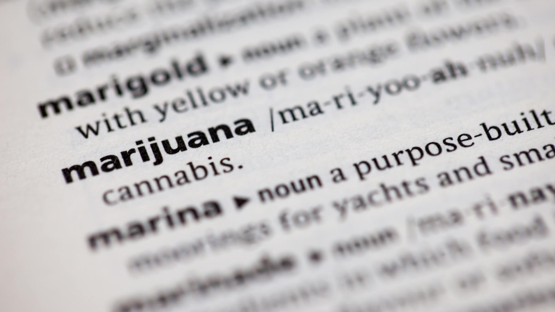 A closeup of the word marijuana in a dictionary