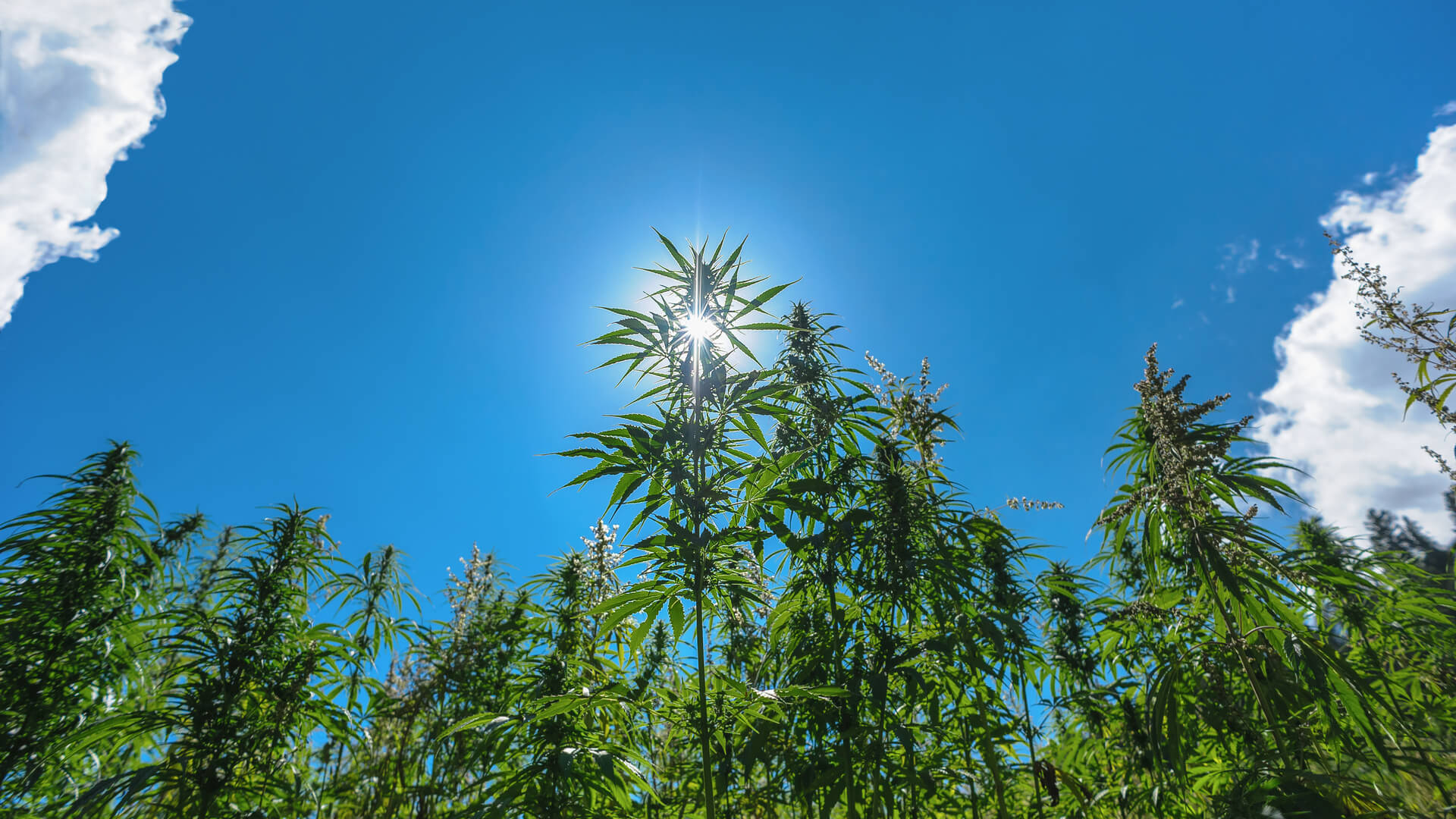 marijuana plants growing under the sun in the himalayan mountains